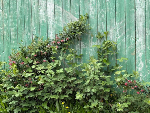 Photo of weathered green fence with wild Oregon coastal vegetation growing up it. JPEG, 12.1MB, 12.2MB, 12MB, 16x12in, 4800x3600px, 300p/i