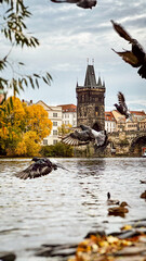 Charles Bridge tower across the river in autumn colors, with pigeons flying by, in Prague.