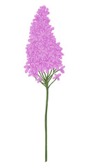 Obraz premium Pink lilac png flower sticker, transparent background