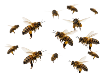 Dynamic swarm of ultra-realistic honey bees with translucent, iridescent wings and striped bodies in bustling, busy flight against a transparent studio background, high contrast, concept of