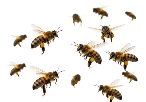 Dynamic swarm of ultra-realistic honey bees with translucent, iridescent wings and striped bodies in bustling, busy flight against a transparent studio background, high contrast, concept of - Powered by Adobe