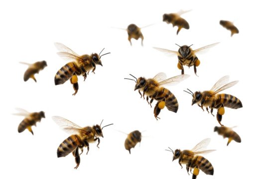 Dynamic swarm of ultra-realistic honey bees with translucent, iridescent wings and striped bodies in bustling, busy flight against a transparent studio background, high contrast, concept of