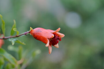 wild rose hips