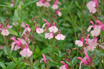 Pink and peach Salvia microphylla ‘Delice Gold and Wine’, baby sage in flower.