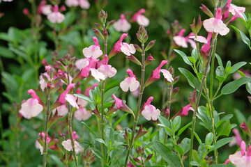 Pink and peach Salvia microphylla ‘Delice Gold and Wine’, baby sage in flower.