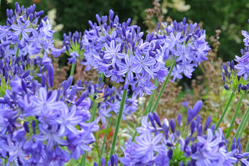 Blue Agapanthus ‘Northern Star’, African Lily, in flower.