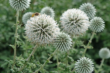 Obraz premium White Echinops bannaticus ‘Star Frost’, globe thistle in flower.