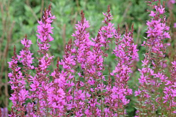 Obraz premium Purple Lythrum virgatum ‘Dropmore Purple’, wand loosestrife in flower.