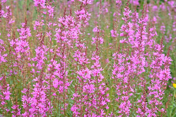 Purple Lythrum virgatum ‘Dropmore Purple’, wand loosestrife in flower.