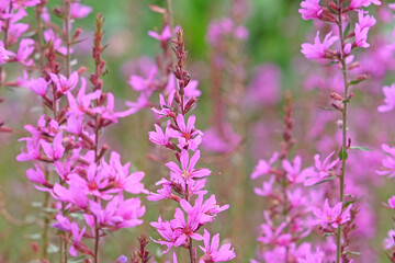 Fototapeta premium Purple Lythrum virgatum ‘Dropmore Purple’, wand loosestrife in flower.