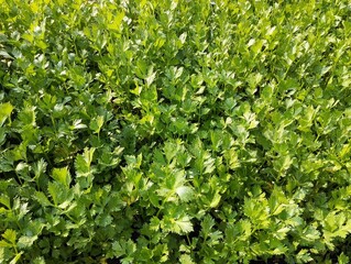 Fresh green celery seeds (Apium graveolens) in organic plant garden, ready to planted 