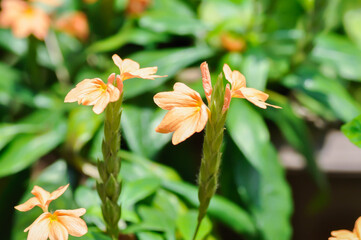 Crossandra or ACANTHACEAE, ,crossandra infundibuliformis or  Crossandra infundibuliformis Merr
