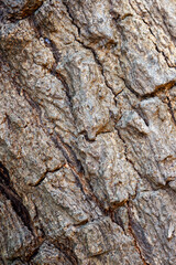 The bark surface of the tree trunk.