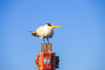 Bird perched on red and white light pole