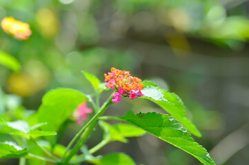 Lantana camara L, Cloth of gold or Hedge flower or Lantana or Weeping lantana or White sage or VERBENACEAE or pink flower