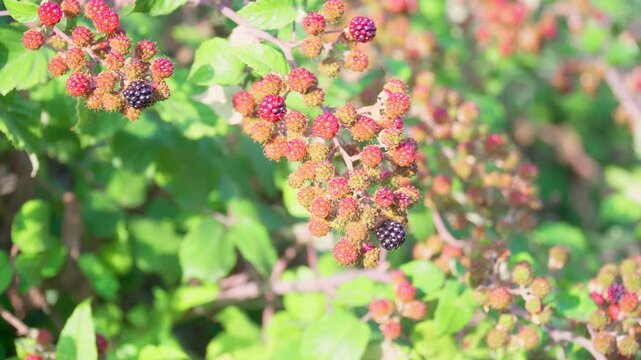 Wild blackberries growing on the bramble bush at summer.