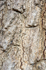 The bark surface of the tree trunk.