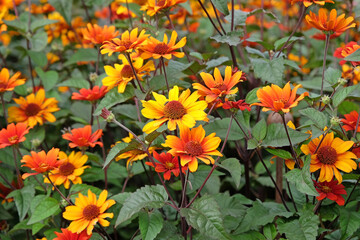Orange, red and yellow Heliopsis helianthoides variety scabra ‘Bleeding Hearts’, North American ox eye daisy, in flower.