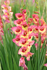 Pink and cream Gladiolus, Gladioli ‘rhubarb and custard’ in flower.