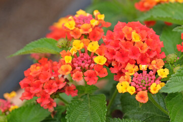 Orange, red and yellow Lantana ‘Evita Scarlet’ in flower.