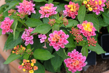 Yellow and pink Lantana ‘Evita Pink’ in flower.