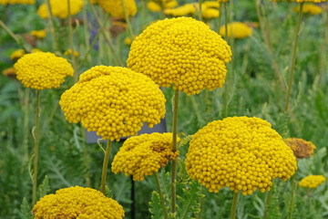 Yellow Achillea filipendulina, yarrow, ‘Parker's Variety’ in flower.