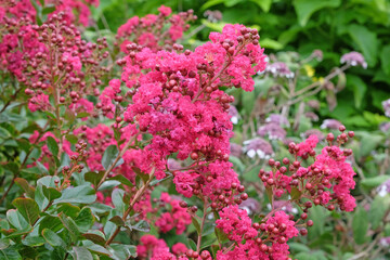 Fuchsia pink Lagerstroemia indica, ‘Braise d'Été’ crepe myrtle, in flower.
