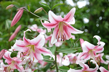 Pink and white tree lily, Lilium ‘Anastasia’, in flower.