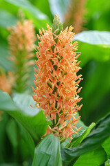 Orange Hedychium densiflorum, ginger lily, in flower.