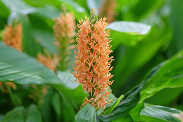 Orange Hedychium densiflorum, ginger lily, in flower.
