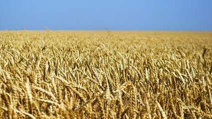 An endless field of ripe golden wheat stretching to the horizon. Above it — a clear blue sky. The...