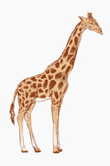 Obraz premium Giraffe sketch animal illustration vector