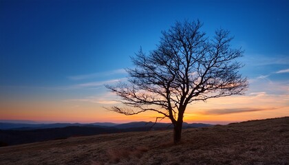 bare tree stands on hill at twilight against blue and orange sky
