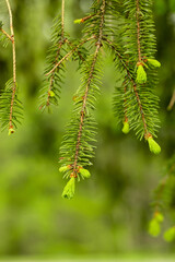 Green leaves on a tree branch