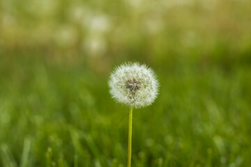 A single, prominent dandelion seed head (also known as a puffball) standing tall in a field of green 