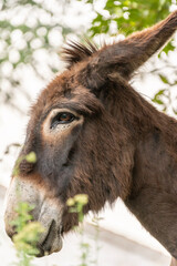 Fototapeta premium Âne en Corse (Animaux de l'Île de Beauté)