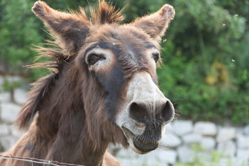 Âne en Corse (Animaux de l'Île de Beauté)