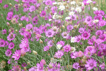 Obraz premium Purple Xeranthemum annuum, Annual everlasting or paper daisy in flower.