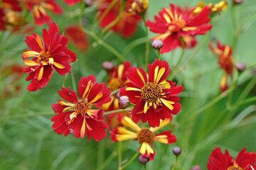Red and yellow Coreopsis tinctoria, or tickseed, 'Roulette' in flower.