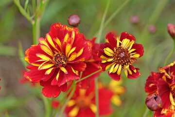 Red and yellow Coreopsis tinctoria, or tickseed, 'Roulette' in flower.