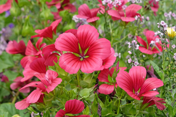 Malope trifida, large flowered mallow wort, ‘Vulcan’ in flower.