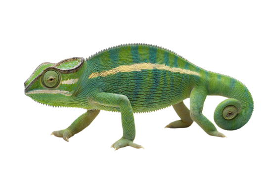Vibrant green chameleon mid step, showcasing its unique texture and colors. This fascinating reptile displays blend of green and blue hues, capturing essence of nature beauty