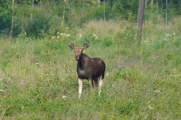 Young moose standing in a meadow in Finland