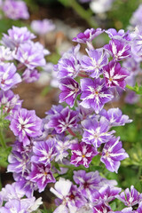 Purple and white variegated Phlox drummondii grandiflora, annual phlox ‘Sugar Stars’ in flower.