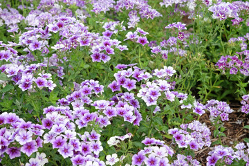 Obraz premium Purple and white Annual Phlox ‘Intensia Blueberry’ in flower.