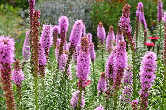 Purple spikes of Liatris spicata, button snakewort &lsquo;Floristan Violett&rsquo; in flower.