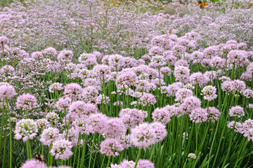 Pink Allium lusitanicum, Portuguese allium, ‘Summer Beauty’ in flower.