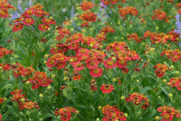 Naklejka premium Red Helenium sneezeweed 'Rubinzwerg’ in flower.