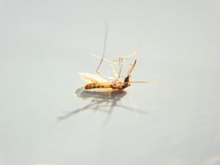 Macro close-up of a dead mosquito lying on its back, with a light background.