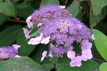 Purple Hydrangea aspera, rough leaved hydrangea ‘Mauvette’ in flower.